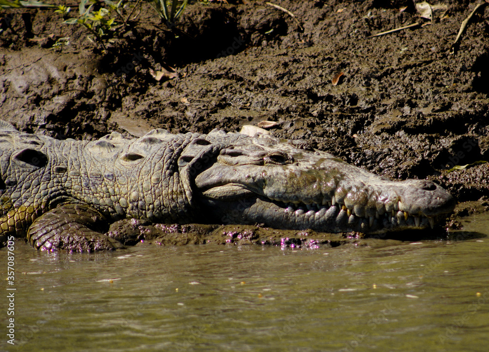 Obraz premium alligator in the swamp