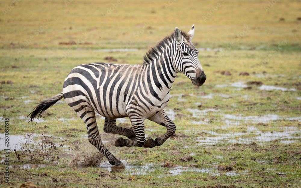 Naklejka premium One adult female zebra running through muddy and wet grass in Amboseli National Park Kenya