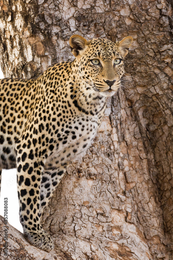 Naklejka premium One half body portrait of a leopard standing in a tree in Samburu Kenya