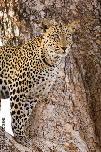 One half body portrait of a leopard standing in a tree in Samburu Kenya