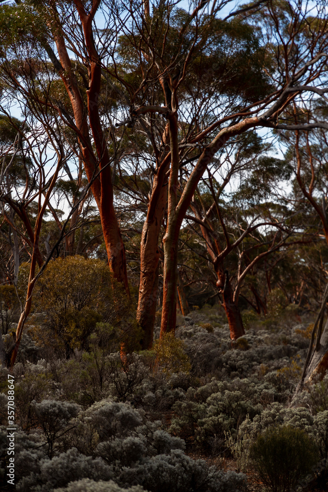 The unique and endemic Goldfields woodlands of Western Australia The unique and endemic Goldfields woodlands of Western Australia