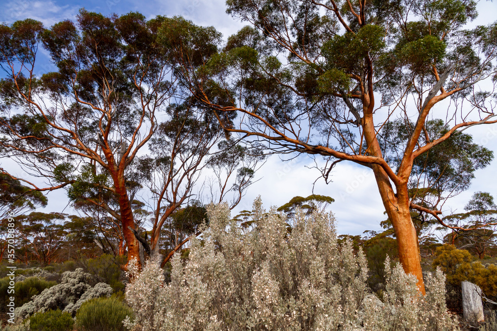 The unique and endemic Goldfields woodlands of Western Australia Stock