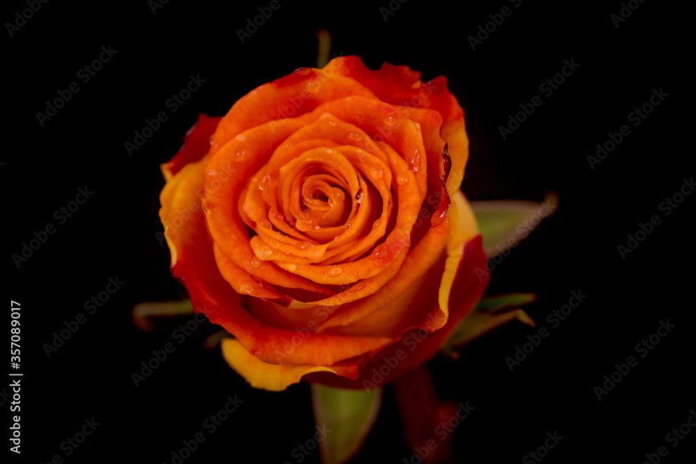 Close up macro of Silantoi roses variety, studio shot. Close up macro of Silantoi roses variety, studio shot.
