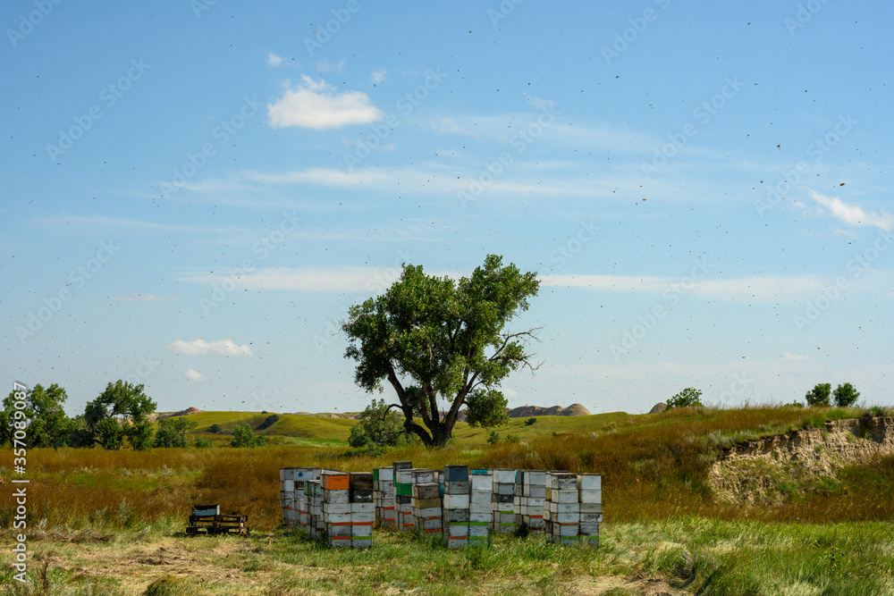 Stacks of Bee Boxes with swarms of bees