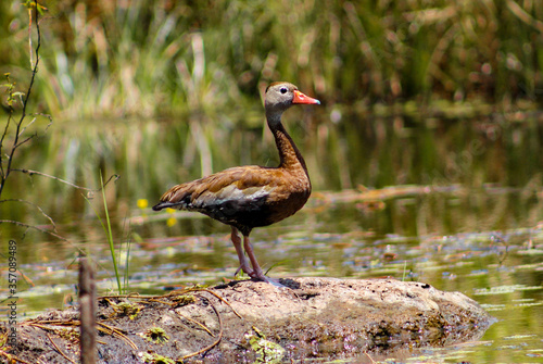 Tableau sur toile Black-bellied Whistling-Duck