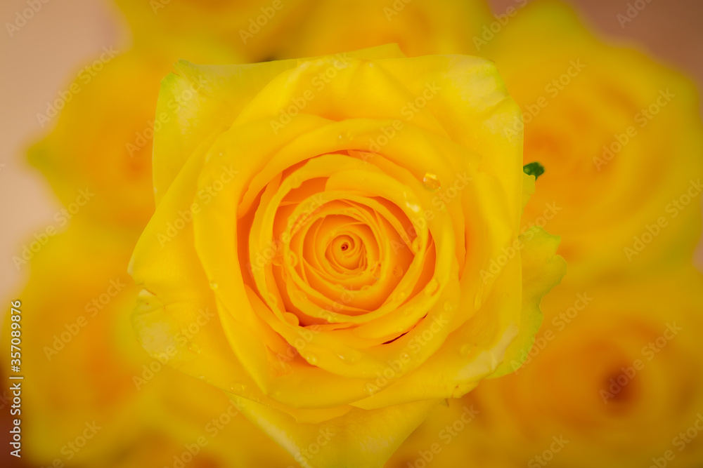 Close up macro of peach Stardust roses variety, studio shot. Yellow flowers Close up macro of peach Stardust roses variety, studio shot. Yellow flowers