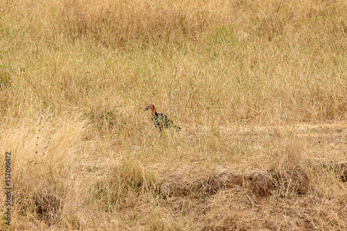 タンザニア・タランギーレ国立公園の草原で見かけたアオツラジサイチョウ