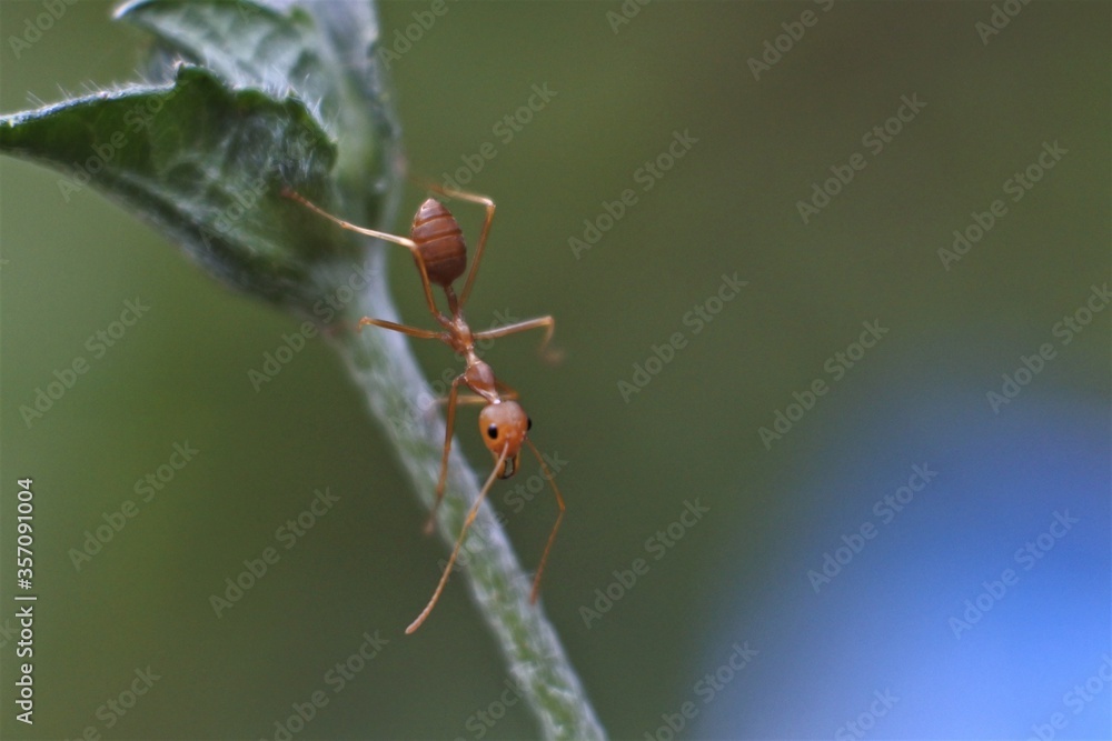 Weaver ant (Oecophylla smaragdina) or major worker Weaver ant (Oecophylla smaragdina) or major worker