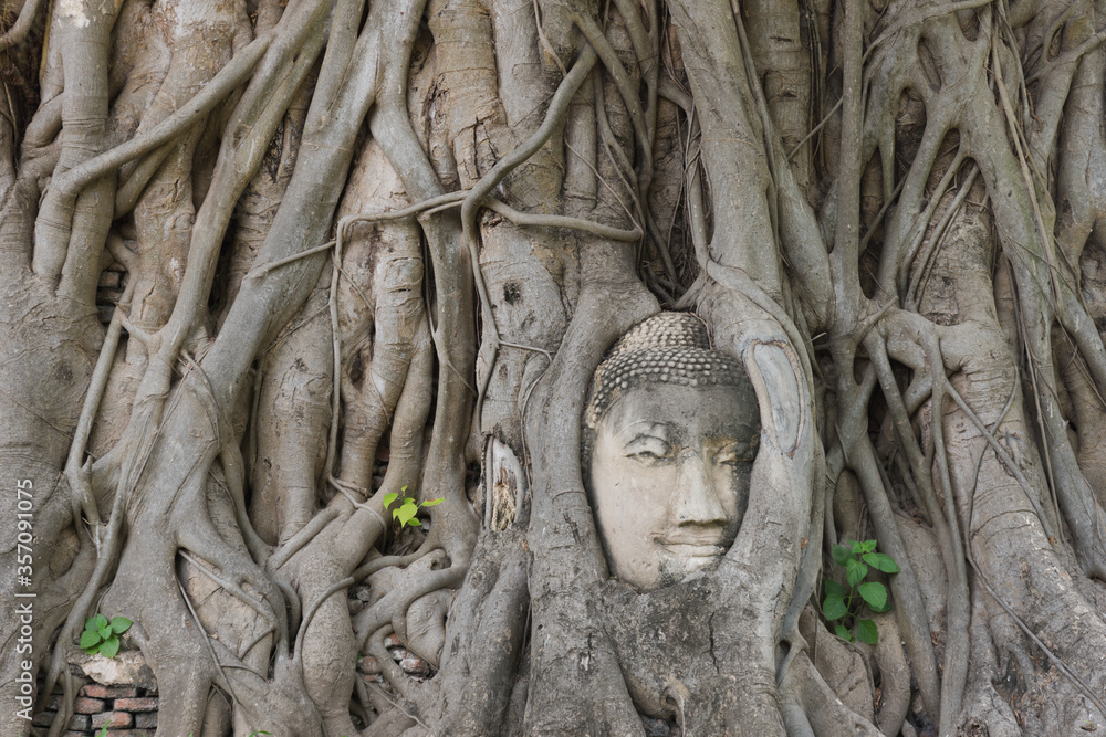 ayuttaya, tree, thailand, sculpture, ancient, stone, temple