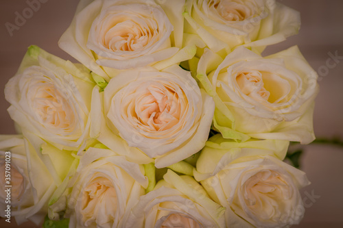 Close up macro shot of a bouquet of White Ohara roses variety  studio shot  white flowers