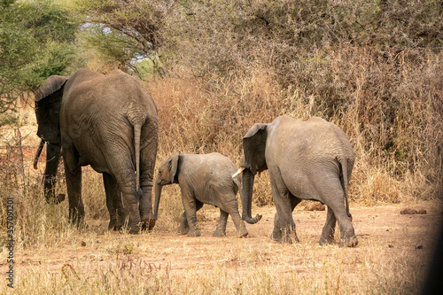 タンザニア・タランギーレ国立公園で見かけたアフリカゾウの群れ