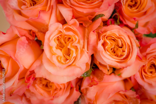 Close up macro of peach Shimmer roses variety  studio shot.