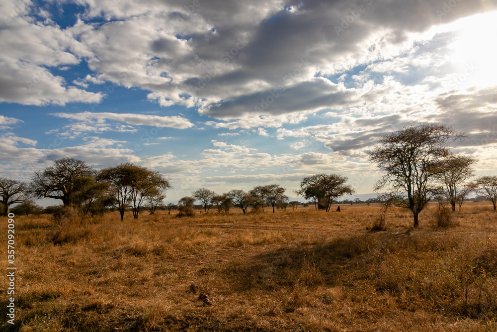 タンザニア・タランギーレ国立公園の何気ない風景と青空に浮かぶ雲