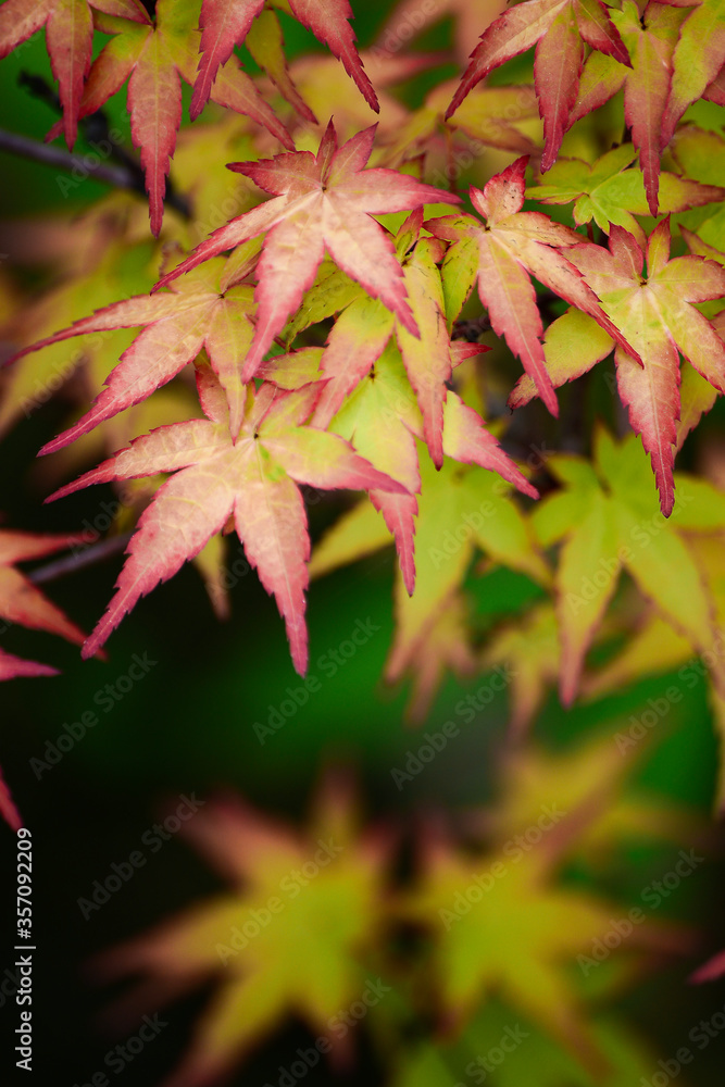 In the summer maple trees are very beautiful. In the summer maple trees are very beautiful.