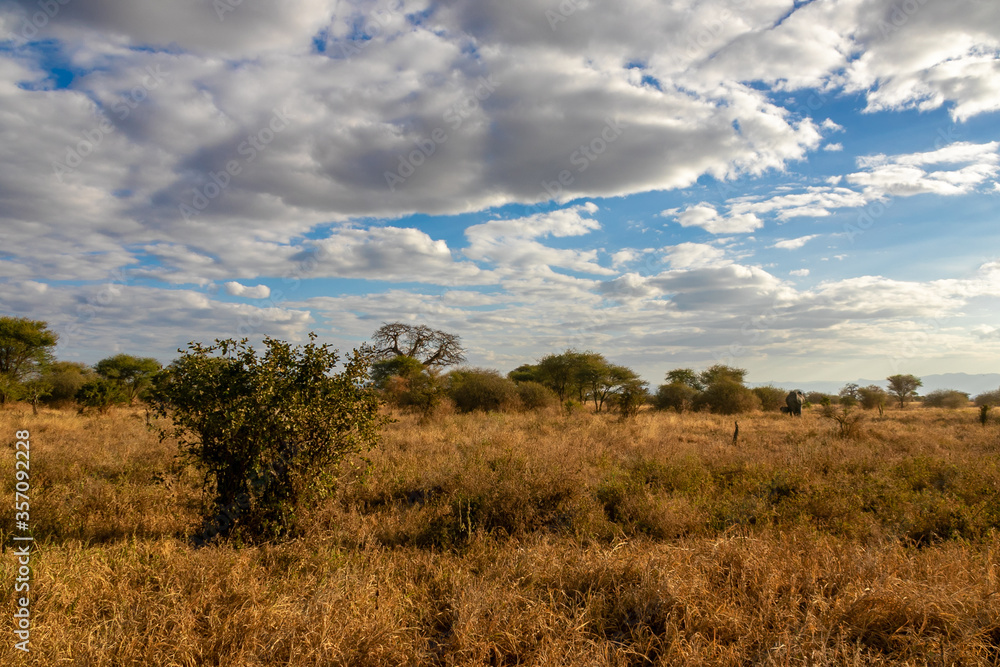 タンザニア・タランギーレ国立公園の何気ない風景と青空に浮かぶ雲