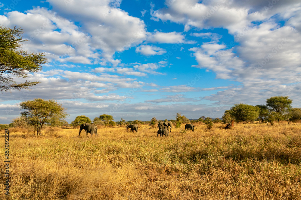 タンザニア・タランギーレ国立公園で見かけたアフリカゾウの群れと青空