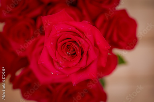 Macro  Close up of classic Explorer roses variety  studio shot.