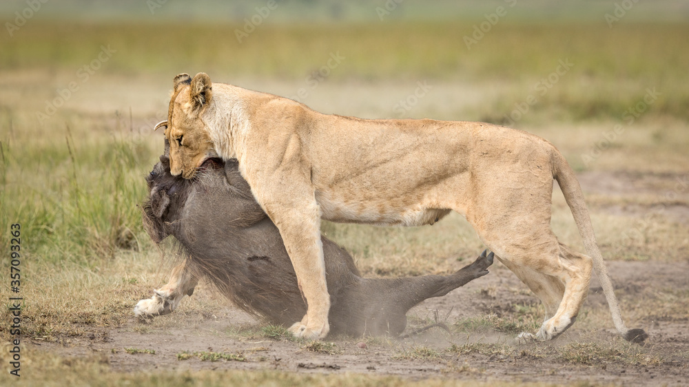 One adult female lion dragging dead warthog in Masai Mara Kenya One adult female lion dragging dead warthog in Masai Mara Kenya