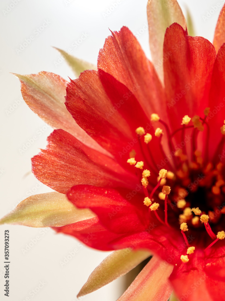 Fototapeta premium Red color delicate petal with fluffy hairy of Echinopsis Cactus flower