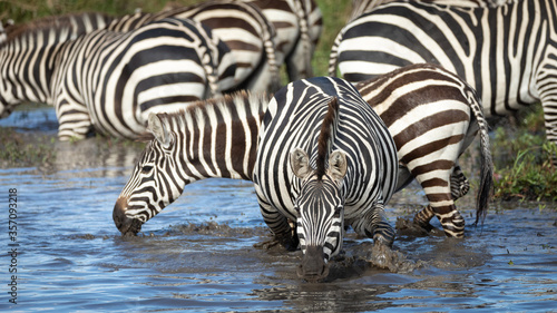 Zebra herd drinking water at Mara River in Masai Mara Kenya