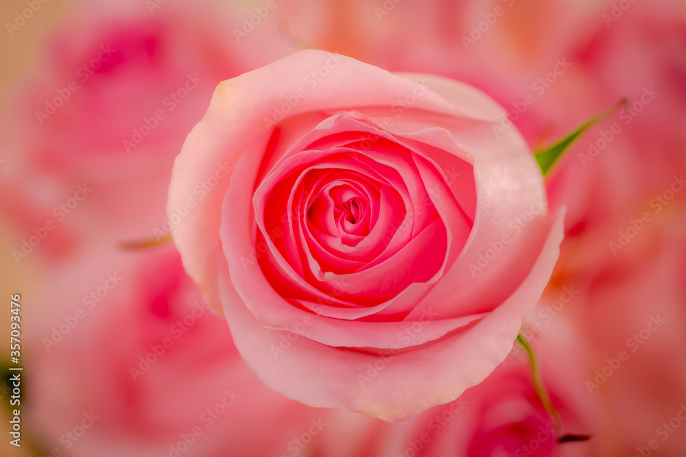 Close up macro of Luciano roses variety, studio shot. Close up macro of Luciano roses variety, studio shot.