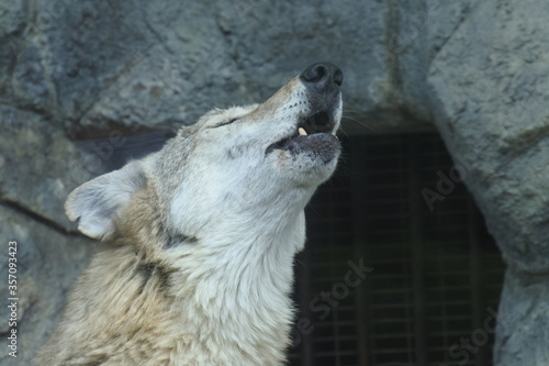 Chinese wolf with winter pelage is howling on facing to right.