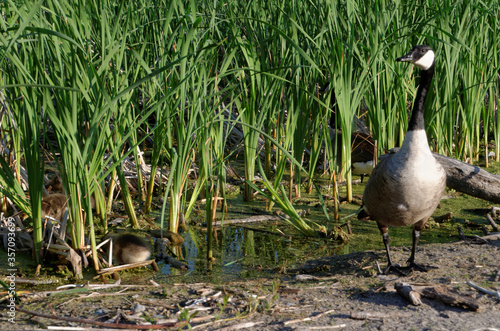 A Canada Goose mother guards her goslings as the feed amongst the reeds