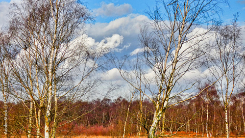 A beautiful woodland glade with large white clouds in a blue sky