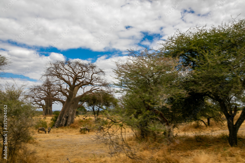 タンザニア・タランギーレ国立公園に生えているバオバブの木と、雲間から見える青空