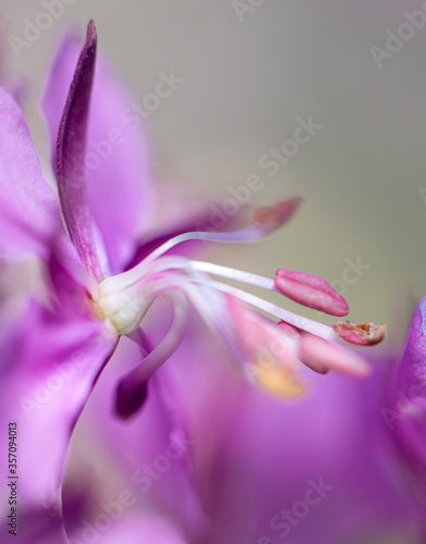 close up of fireweed flower