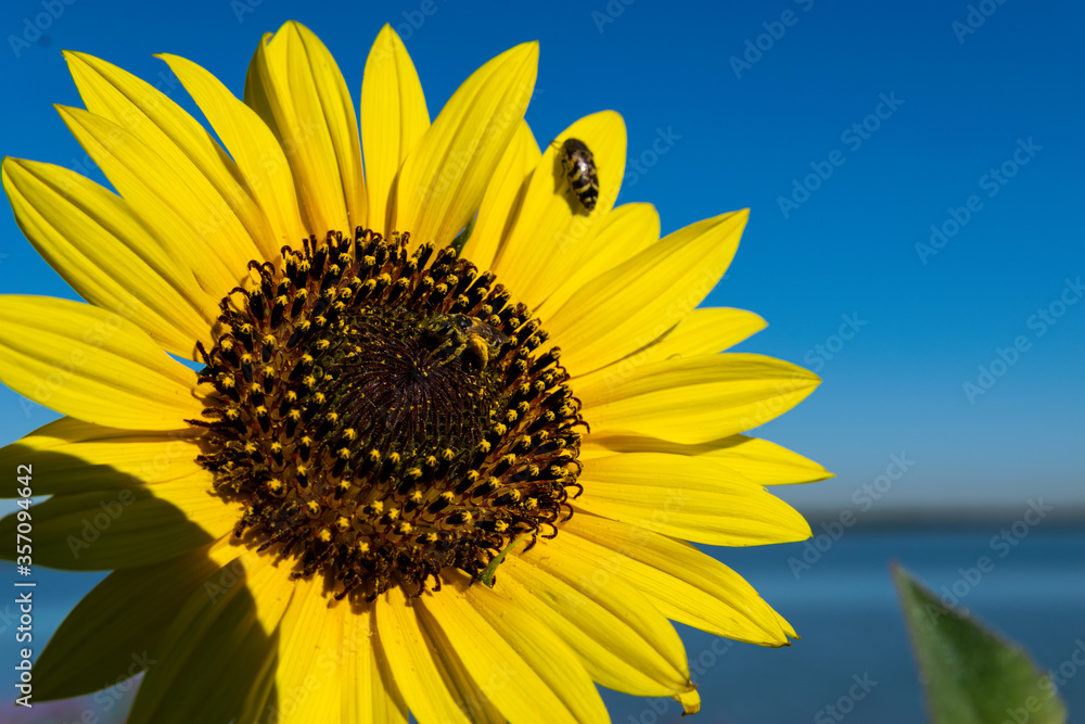Sunflower with beetle and Honeybee
