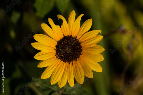 Yellow Sunflower with damaged petals