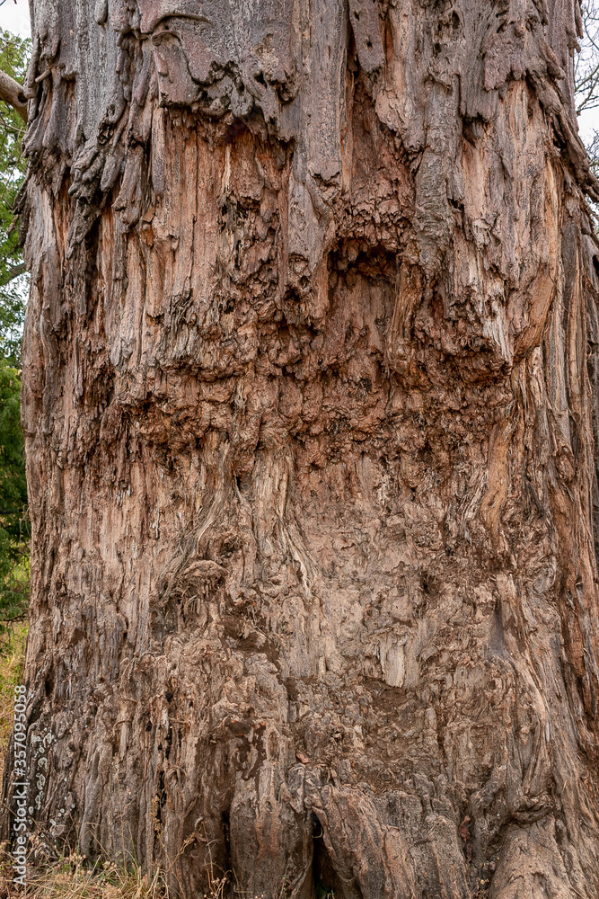 タンザニア・タランギーレ国立公園で見つけた、アフリカゾウに幹を齧られたバオバブの木