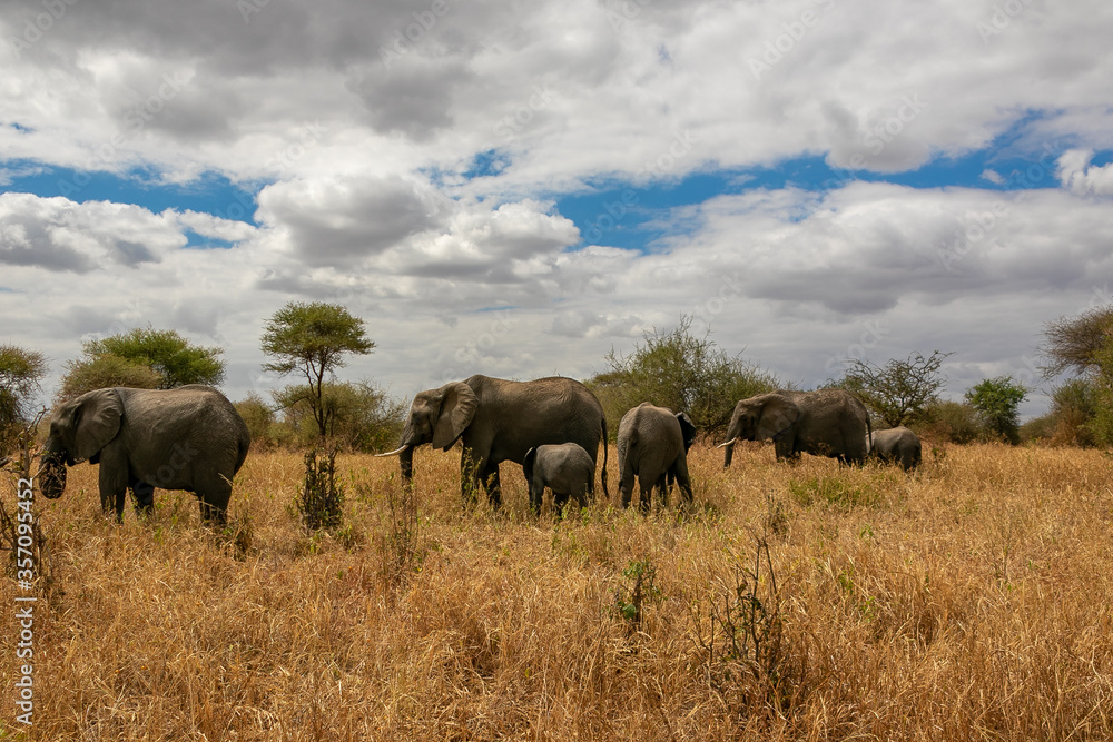 タンザニア・タランギーレ国立公園で見かけたアフリカ象の群れと平原・空の雲