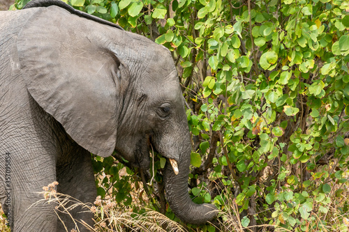 タンザニア・タランギーレ国立公園で見かけた、食事をアフリカ象の赤ちゃん