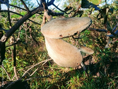 Aspidosperma Macrocarpom, Peroba from the Brazilian Cerrado photo