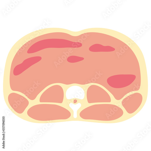 腹部断面図　標準体型