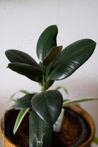 Home plant ficus or rubber plant. Dusty and neglect concept of indoor plants.