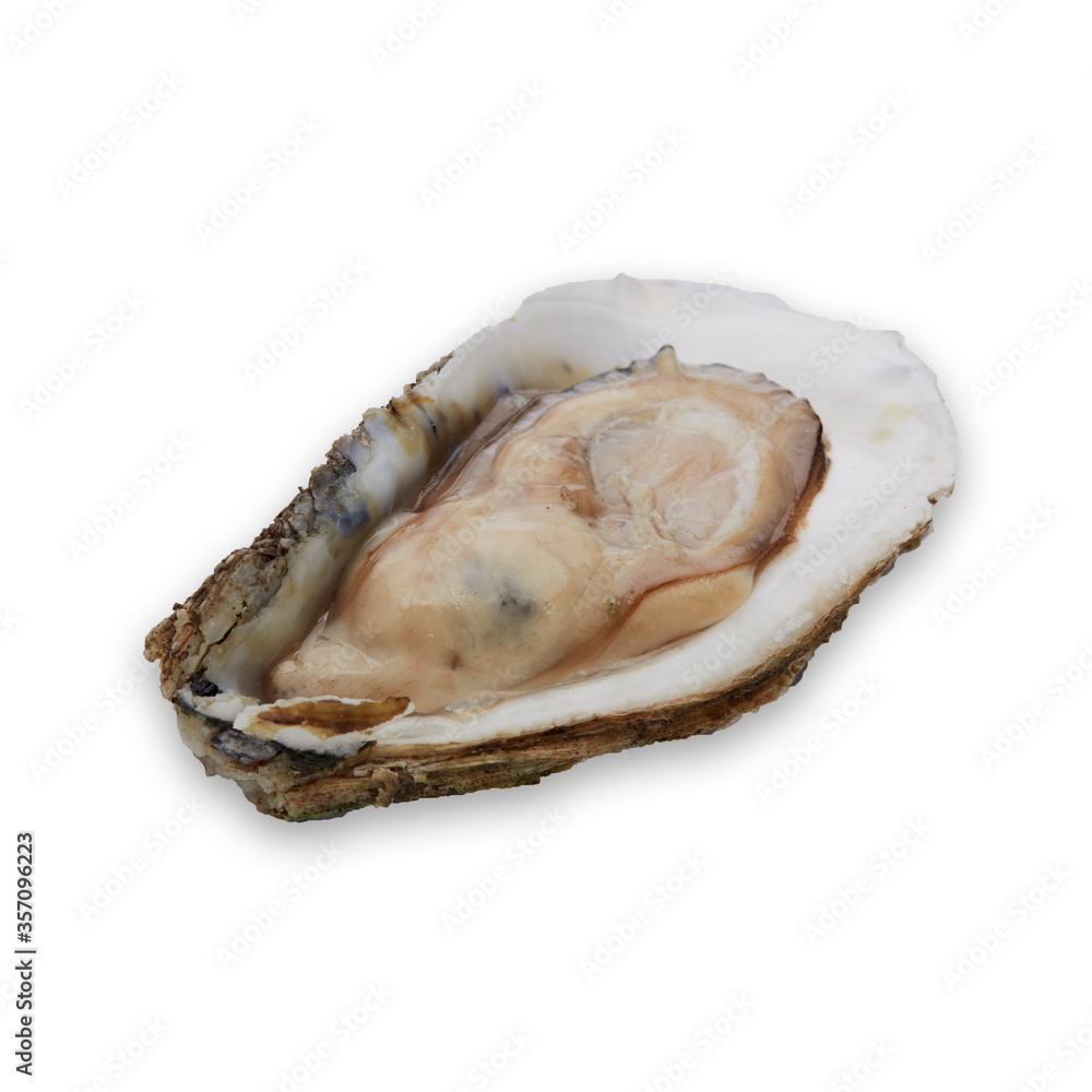 Fresh oyster on white background Fresh oyster on white background
