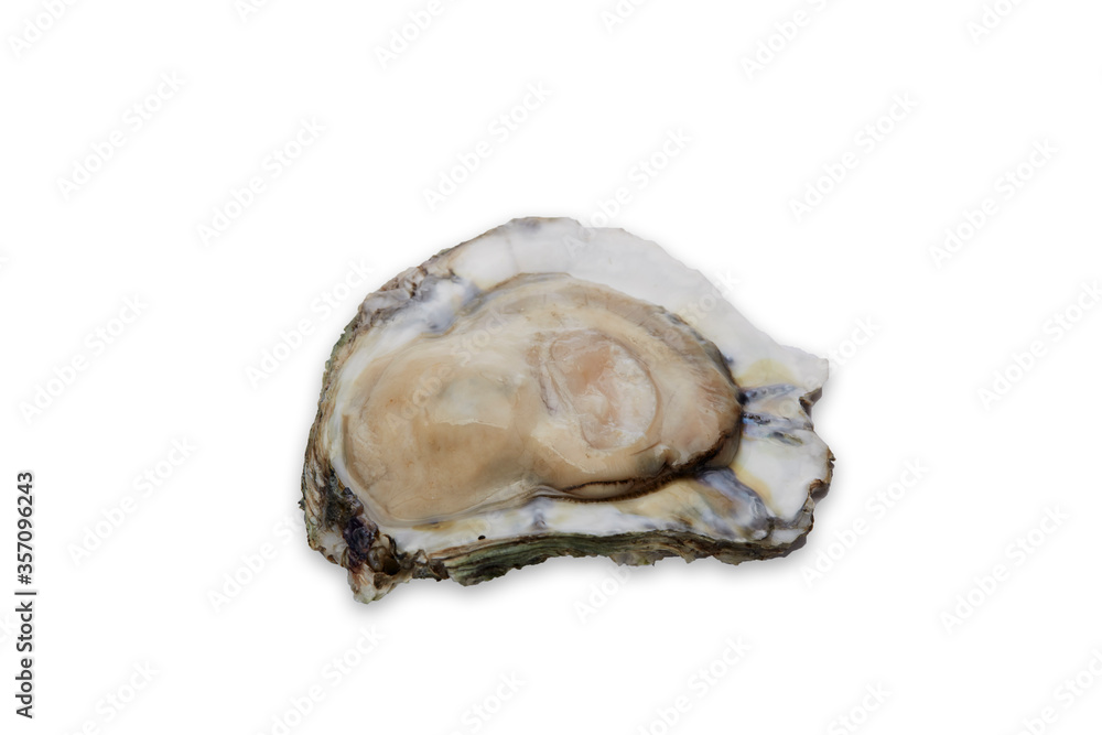 Fresh oyster on white background