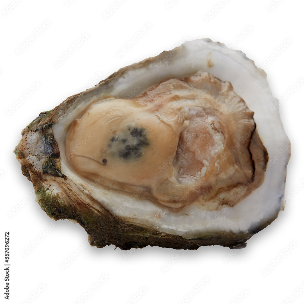 Fresh oyster on white background Fresh oyster on white background