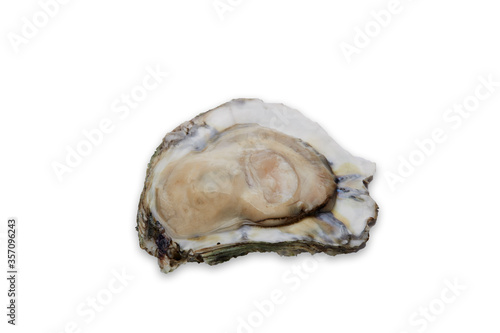 Fresh oyster on white background