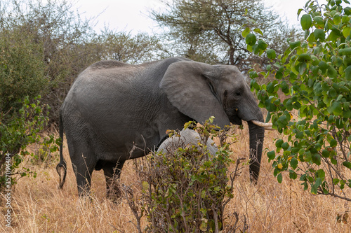 タンザニア・タランギーレ国立公園で見かけたアフリカ象の親子