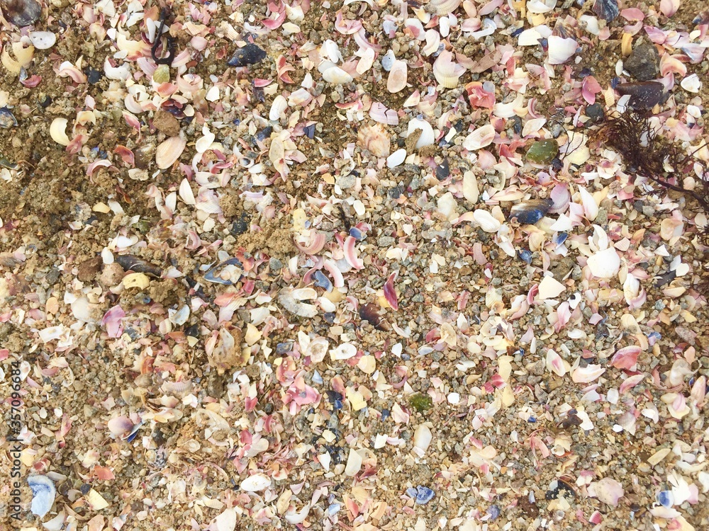 Background of tiny sea shells on beach Background of tiny sea shells on beach