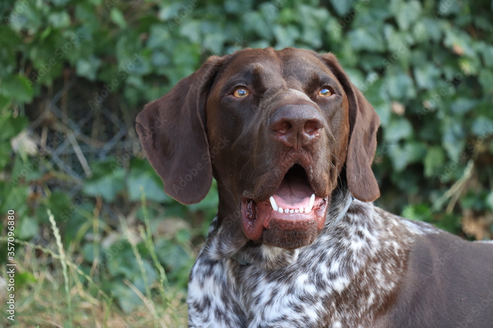 German Shorthaired Pointer male