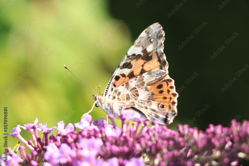Painted Lady (Vanessa cardui) butterfly on summer lilac Painted Lady (Vanessa cardui) butterfly on summer lilac