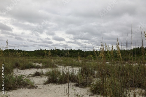Protected sand dunes with growing Seaoats and other natural grasses 