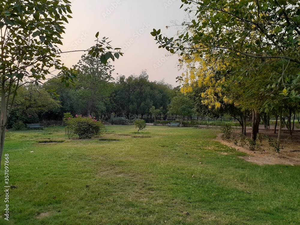 trees in the park