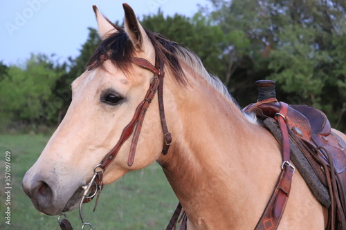 Distant Horse Gaze