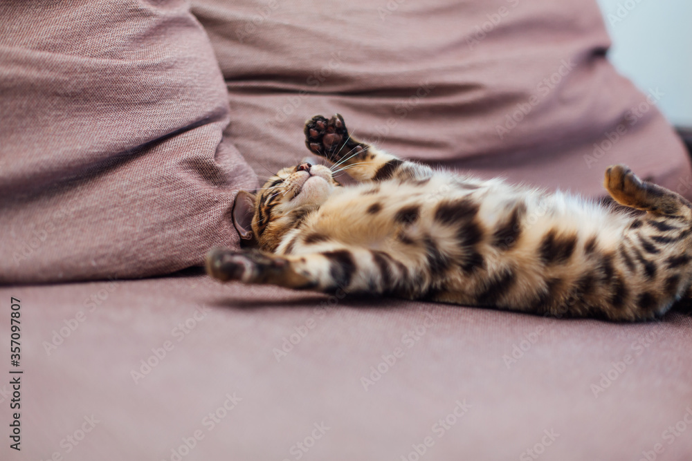 Cute bengal kitten playing on the couch.